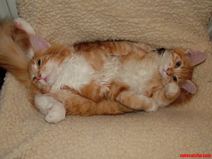 My Cats When They Were Kittens