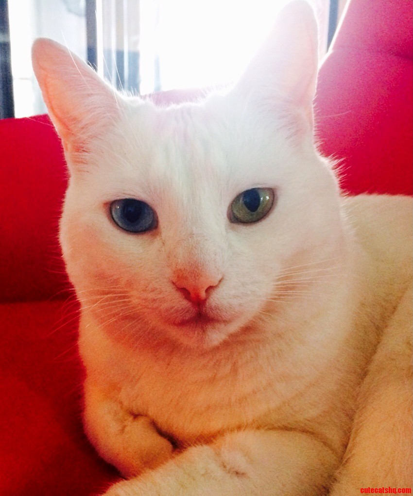 My Cousins Cat Shes As Lovely As She Look
