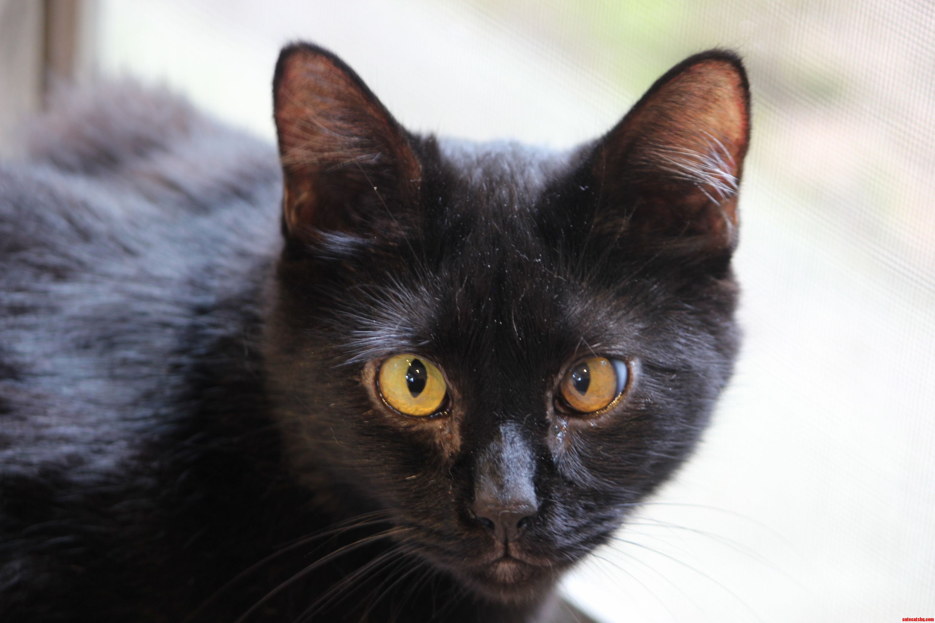 My Cross-eyed Kitty Moch-moch