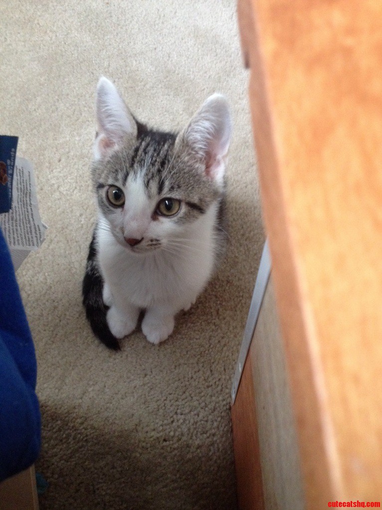 My Cute Little Kitty