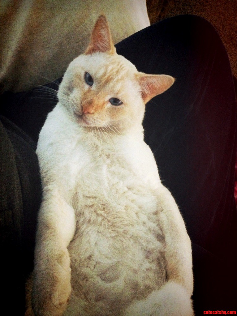 My Favorite Fatty Furball