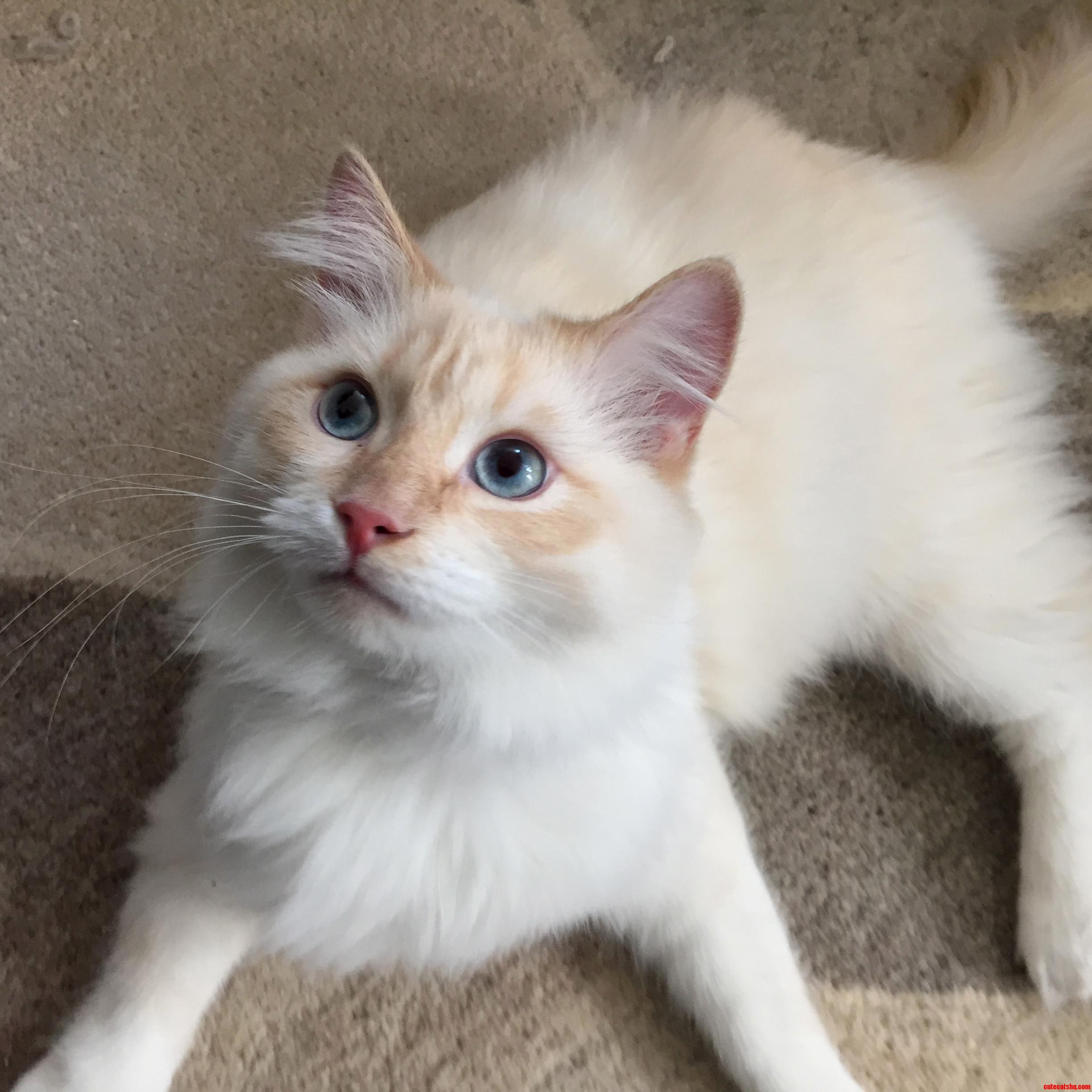 My Friends Beautiful Cat I Cat-sit for a Couple of Weekends Ago.