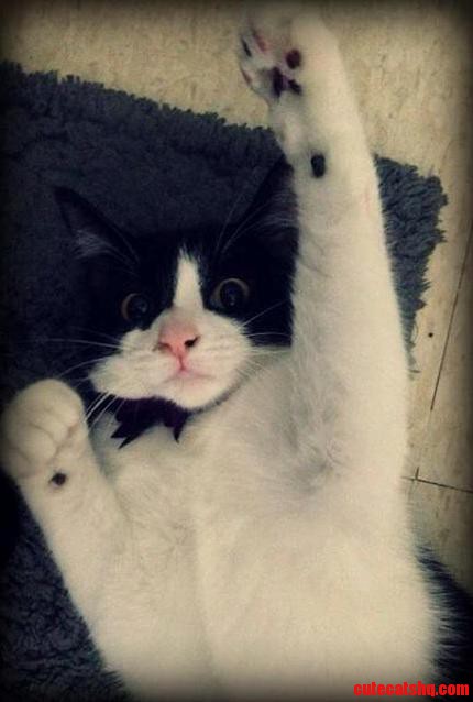 My Friends Cat Meet Rosie