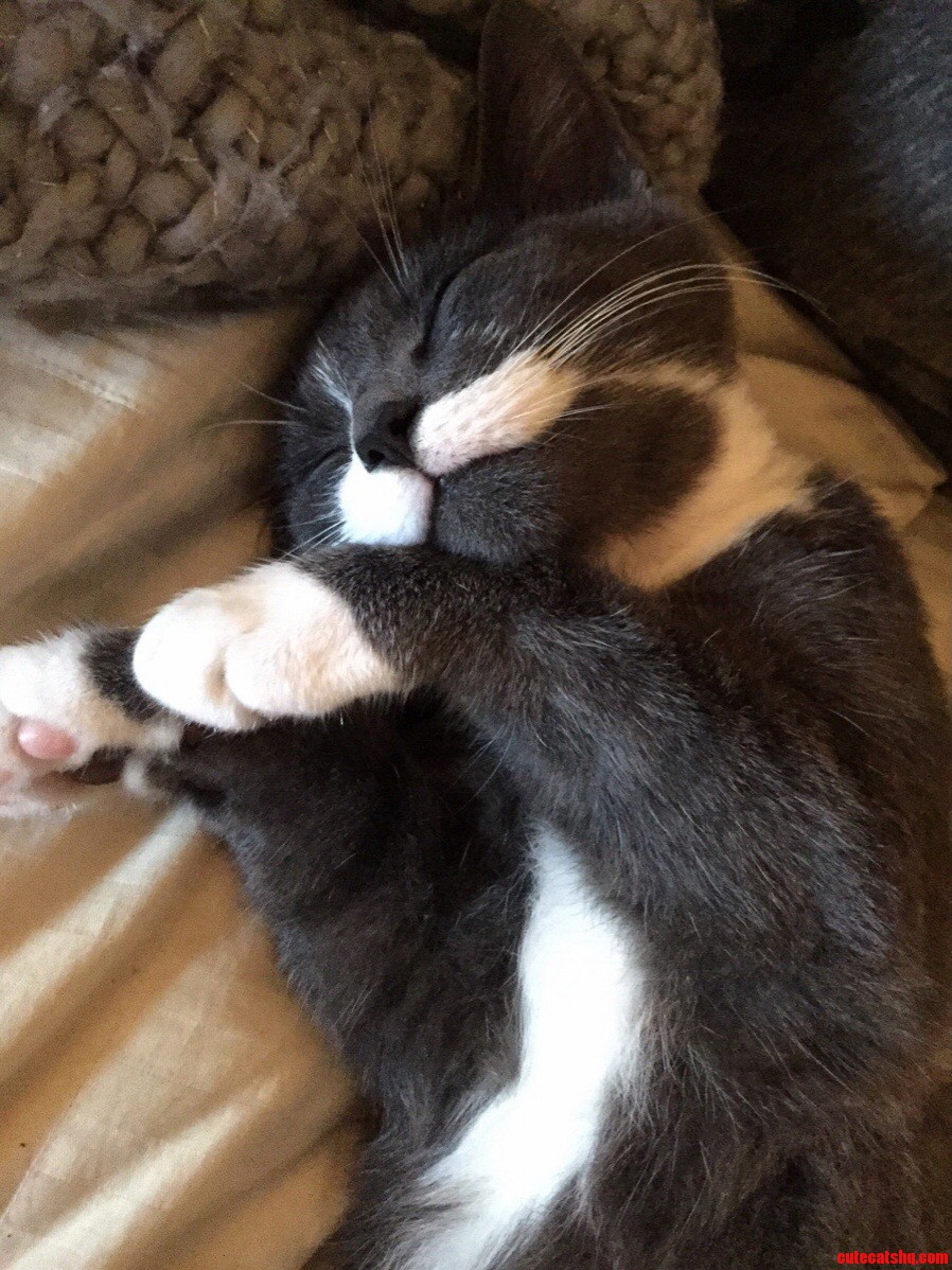 My Girlfriend Found Him Outside the Airport Baggage Claim a Week Ago and We Are Smitten. Meet Watson