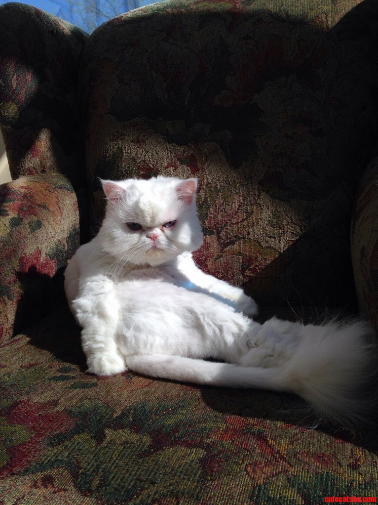 My Girlfriends Cat Also Likes to Sit Like a Human
