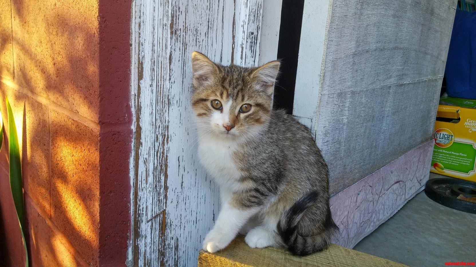 My Girlfriends Dad Had a Cat Come in His Garage and Give Birth to Kittens 3 Months Ago. Here Is One of Them Today.