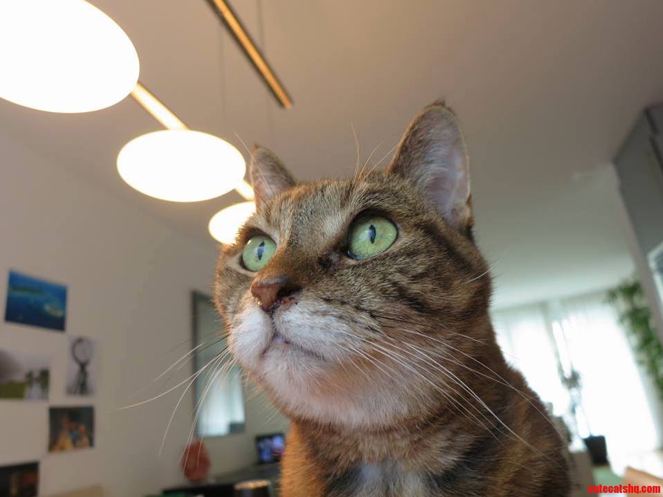 My Godparents 17 Year Old Possum. Almost Lost Her Recently but You Couldnt Tell.
