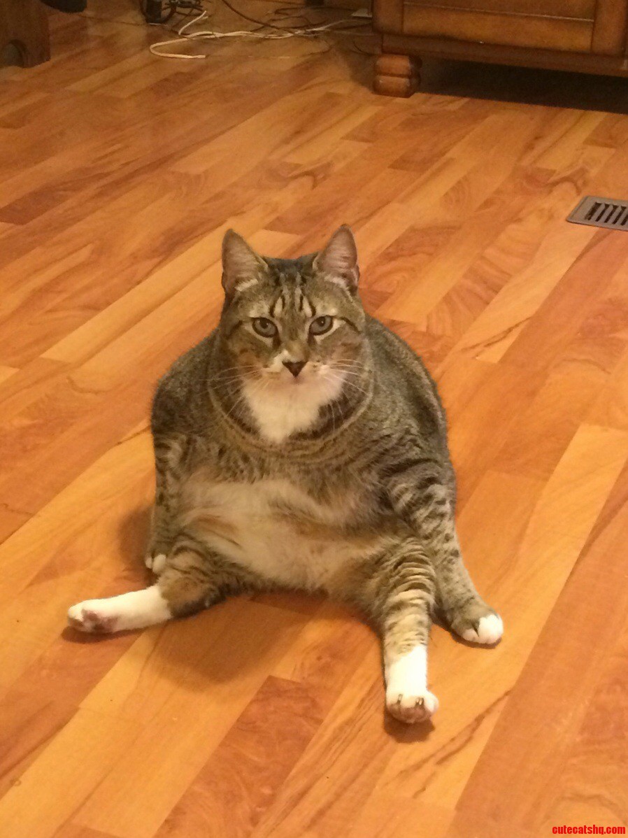 My Grandpas Cats Favorite Sitting Position.