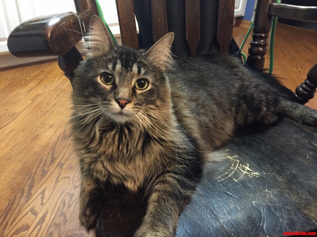 My Handsome Boy Is Always Trying to Kiss His Sister Cat. This Is Him After Being Rejected.