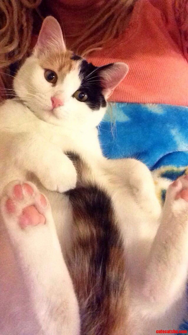 My Kitten Likes to Cuddle Up and Play with Her Tail