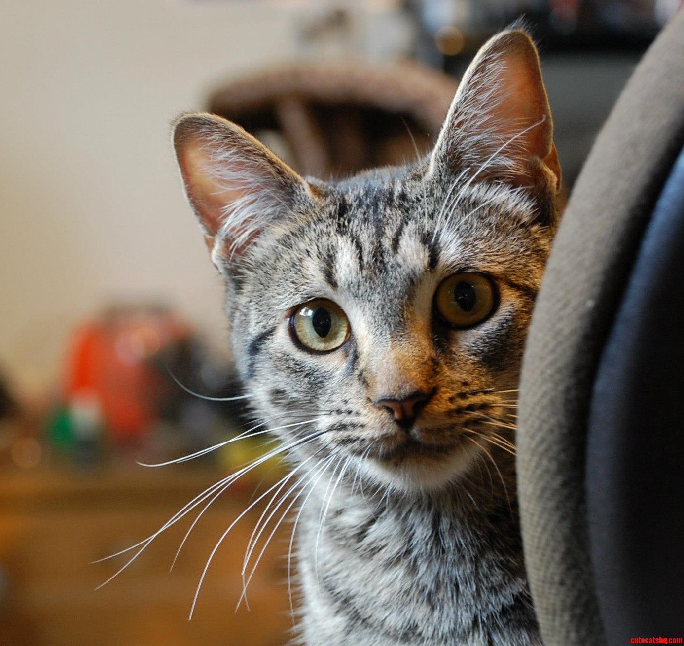 My Kitty Reno.