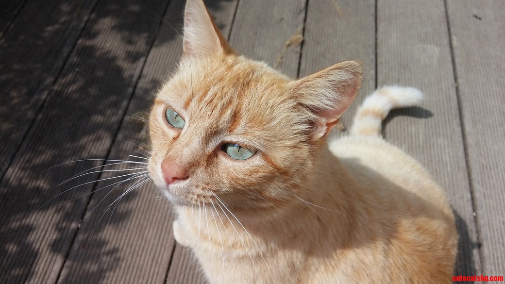 My Little Cat Named Praline