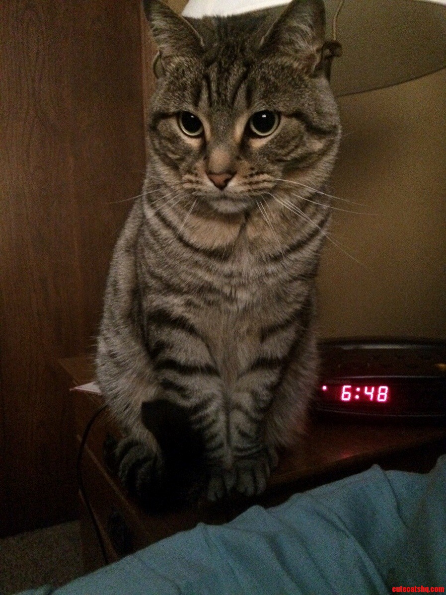 My Little Muffin Jack I Wish He Was As Cuddly As He Looks