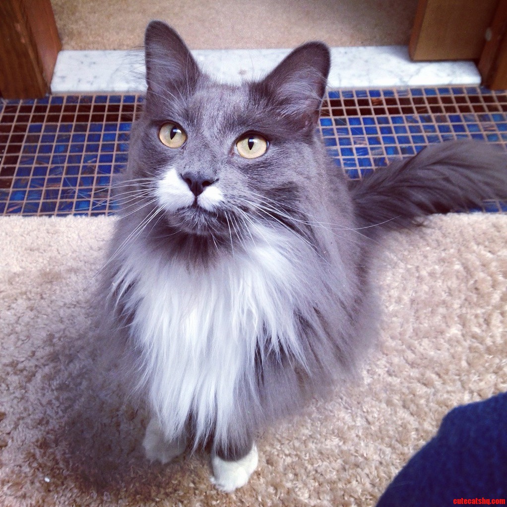 My Little Shadow
