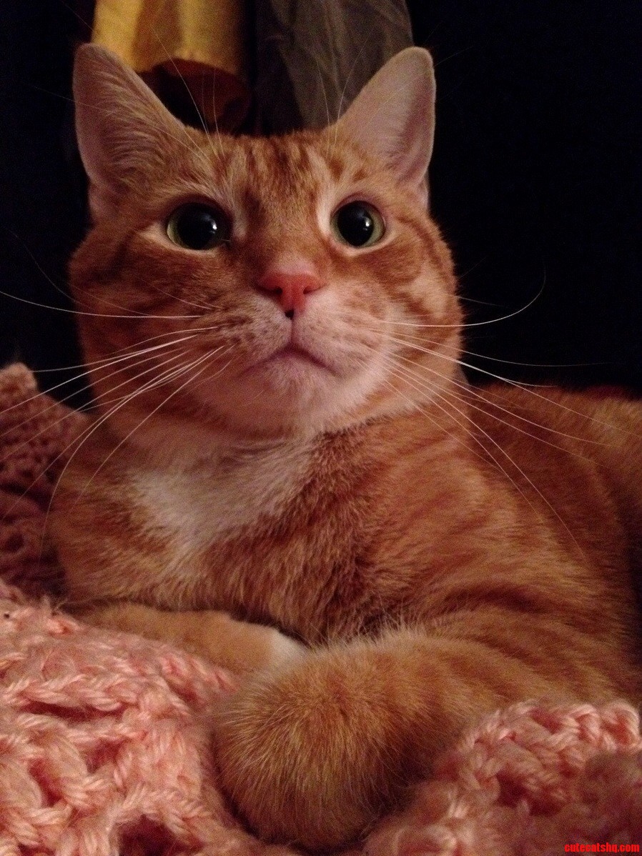 My Mothers Cat Ringo. He Is Aggressively Friendly.