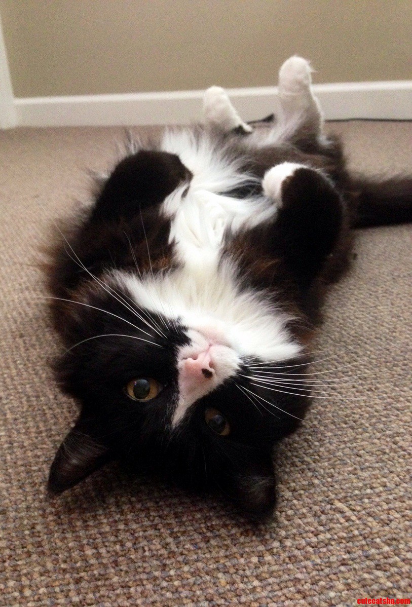 My Pretty Little Fluff Butt