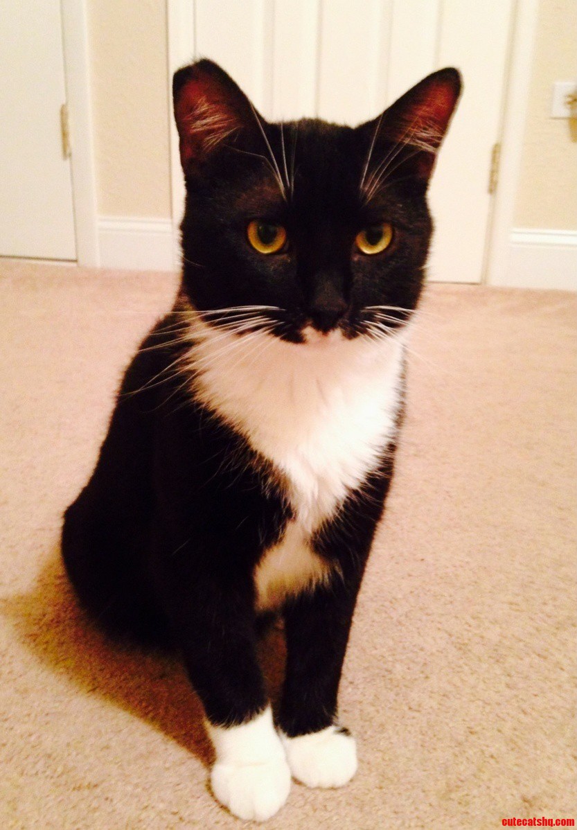 My Rescued Tuxedo Cat Mittens