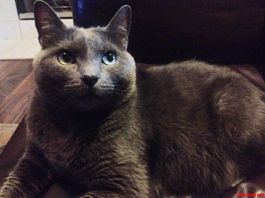My Russian Beautys 7th Birthday