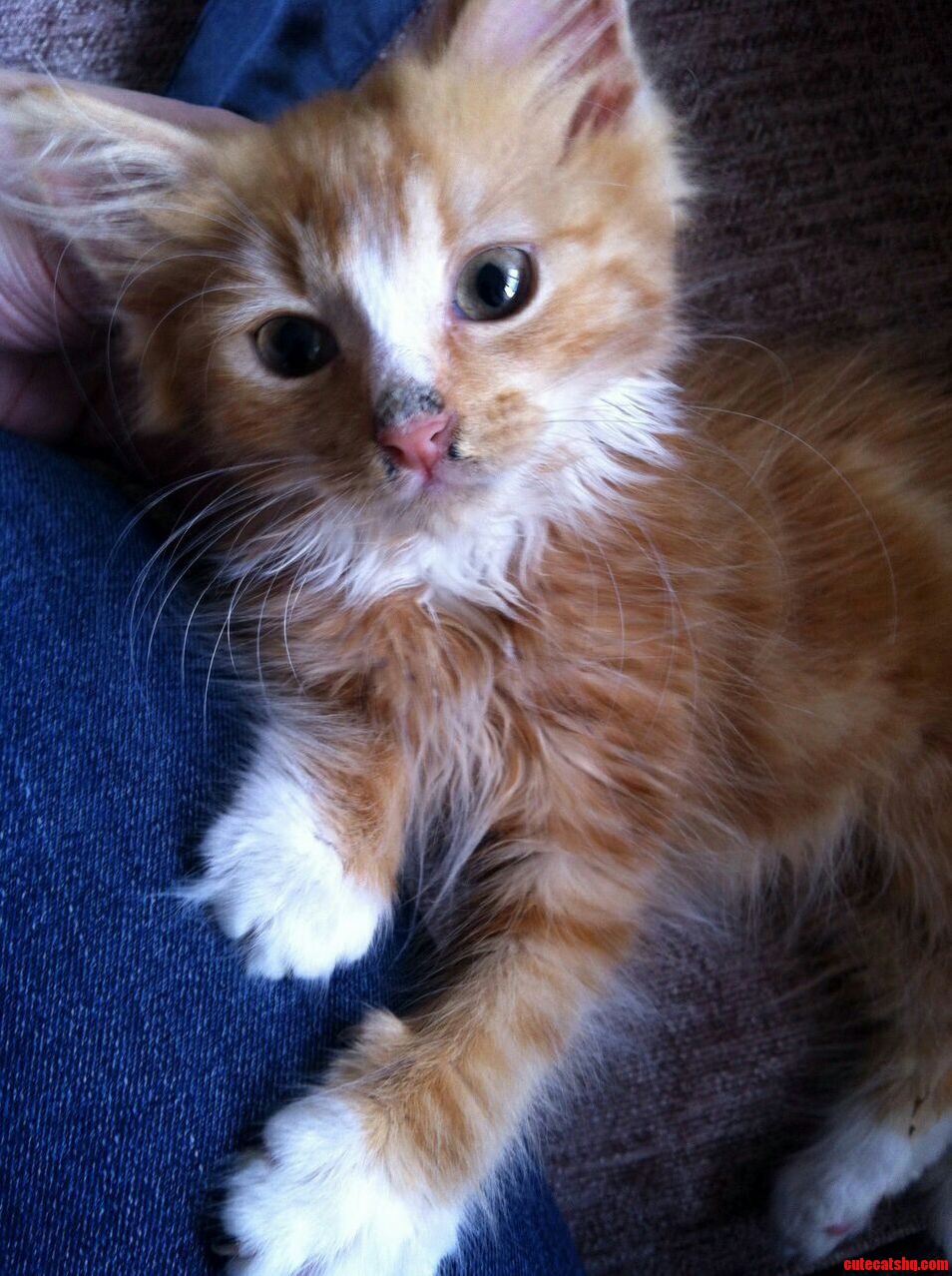 My Sisters New Kitten. Meet Milly