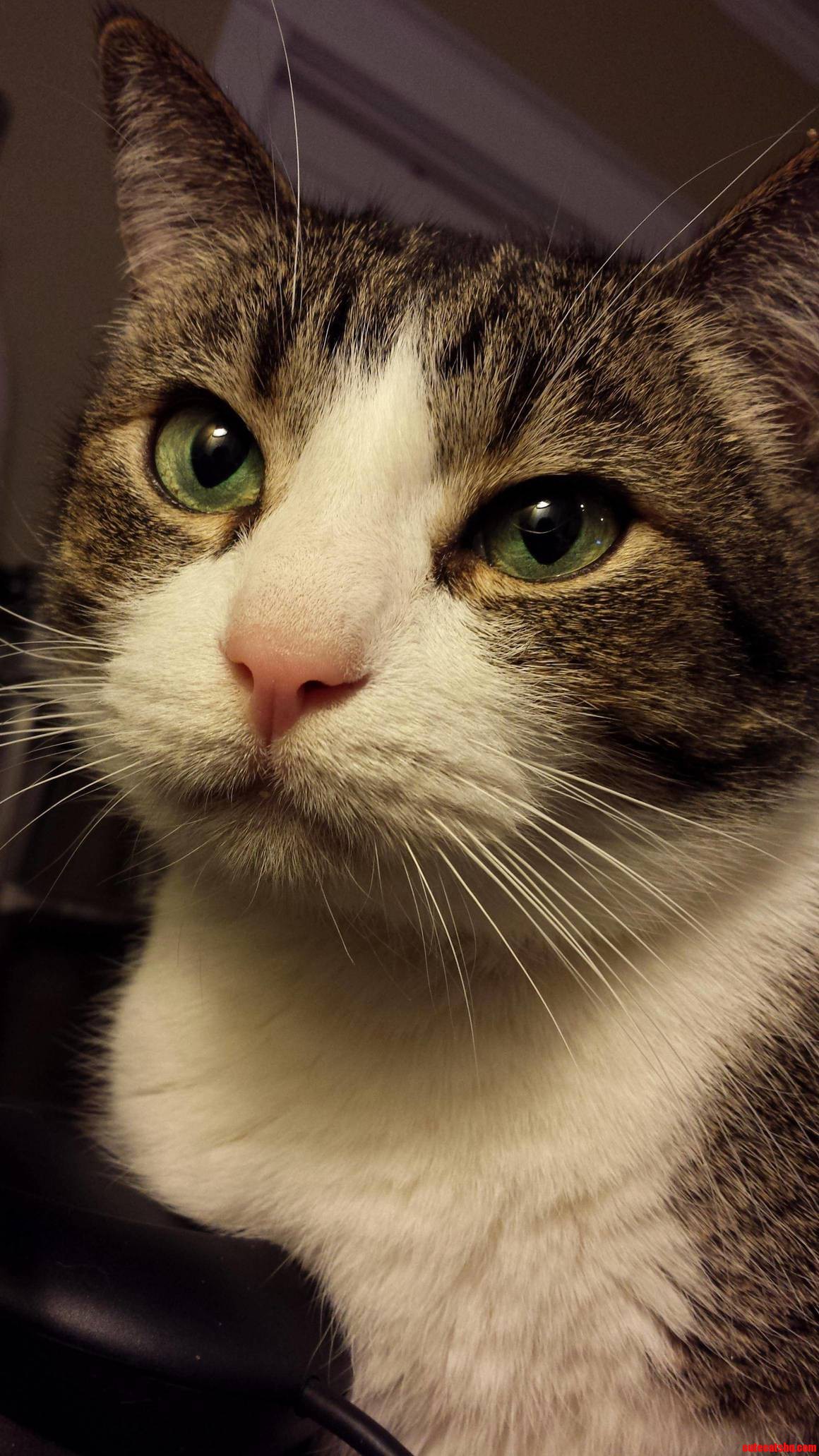 My Sweet Old Man Fat Murphy. Prettiest Eyes I Ve Ever Seen.