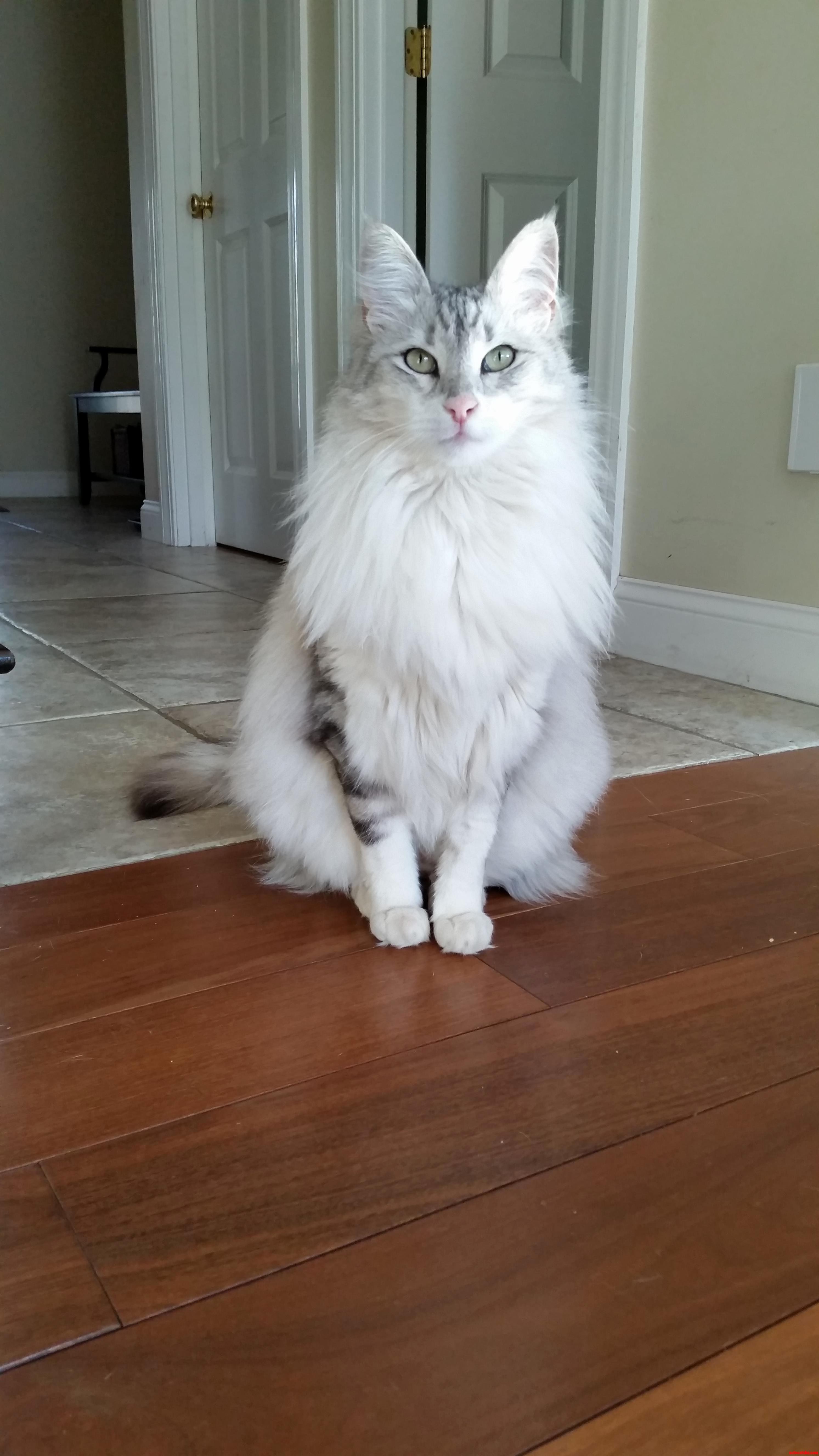 My Sweet Otis