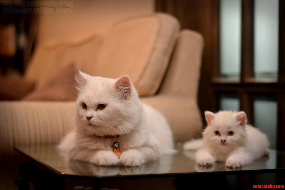 My Twin Cats