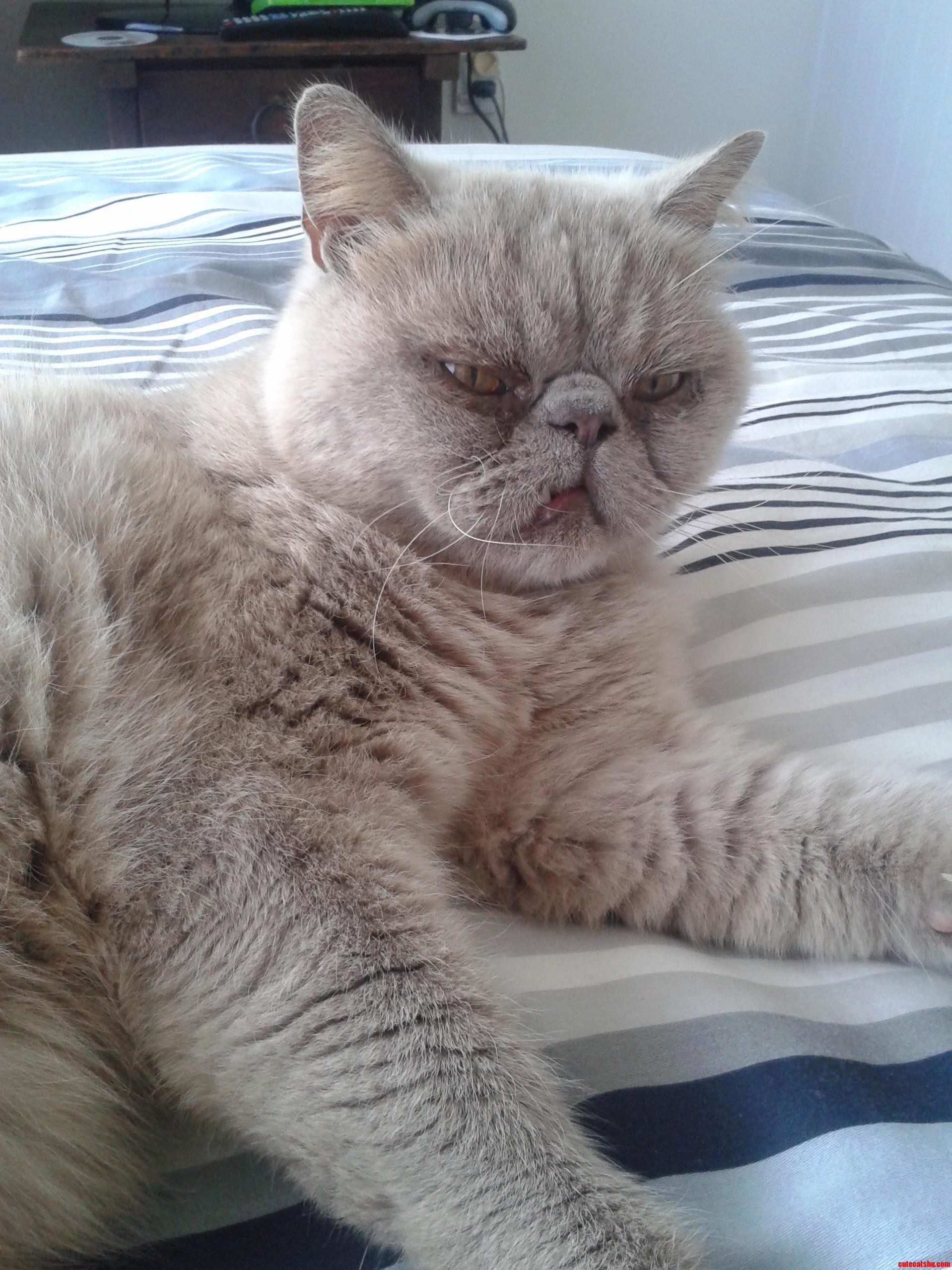 My Very Ugly Cat