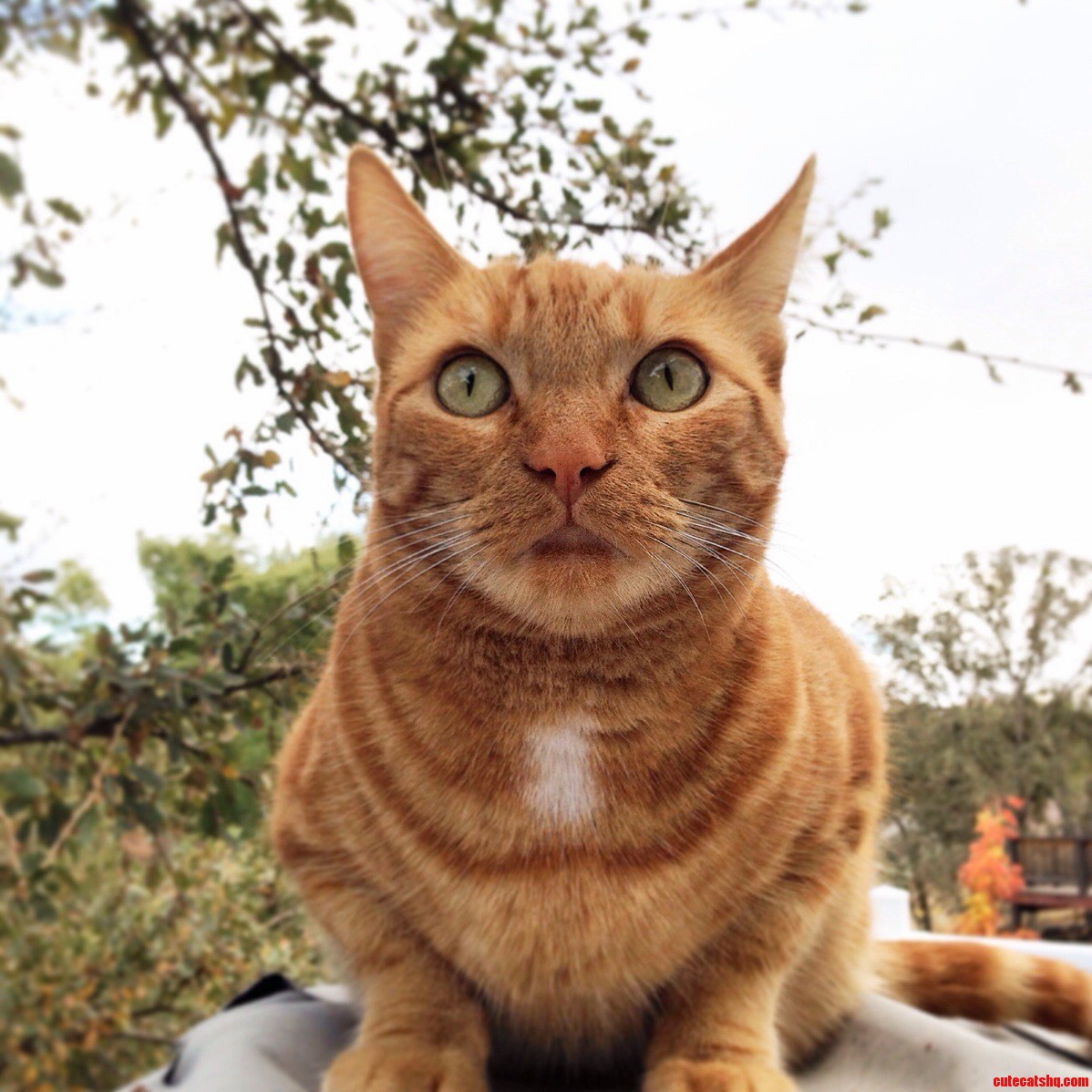 Nacho Staring Off at the Distance