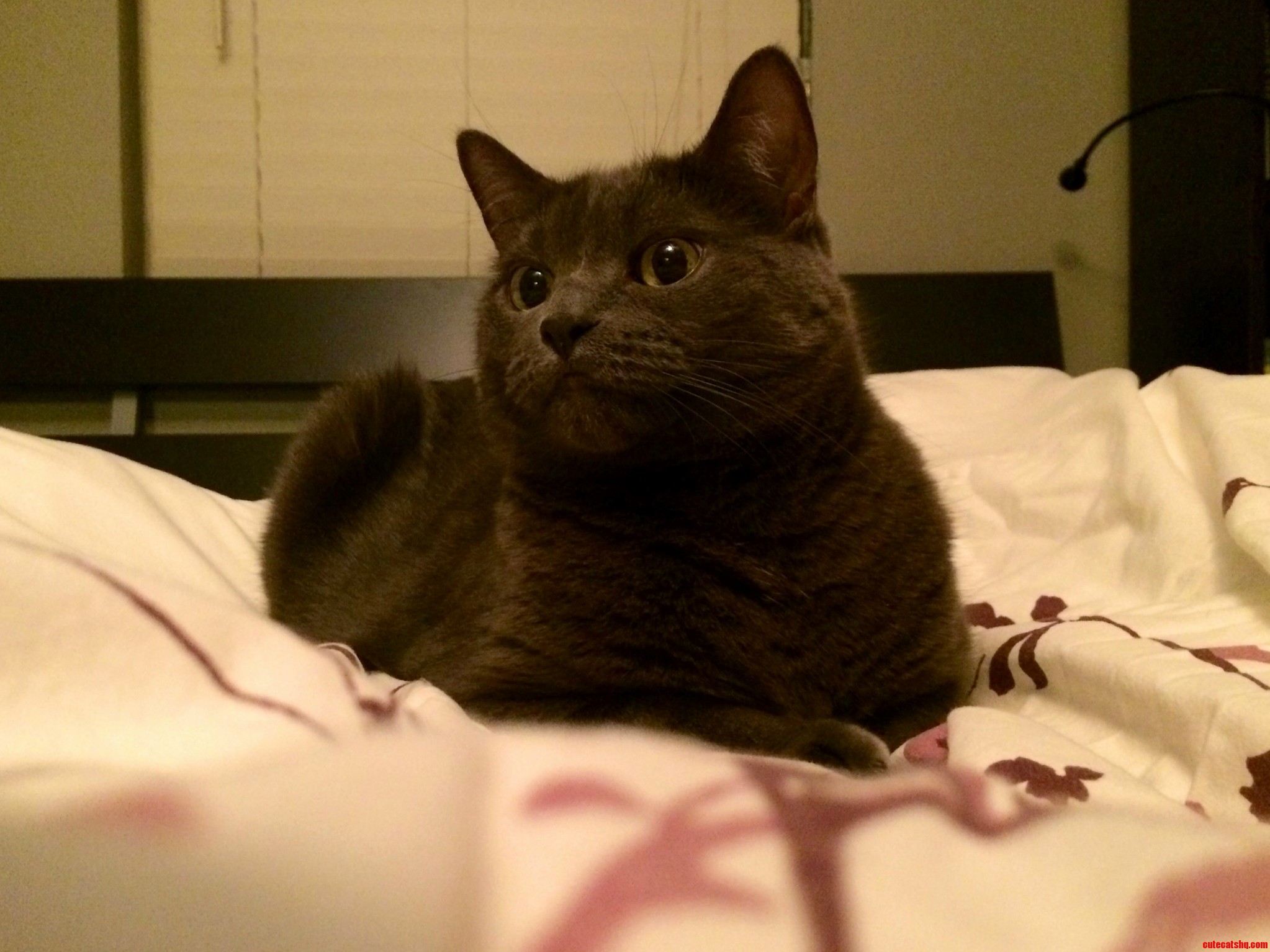 Natasha My Russian Blue.