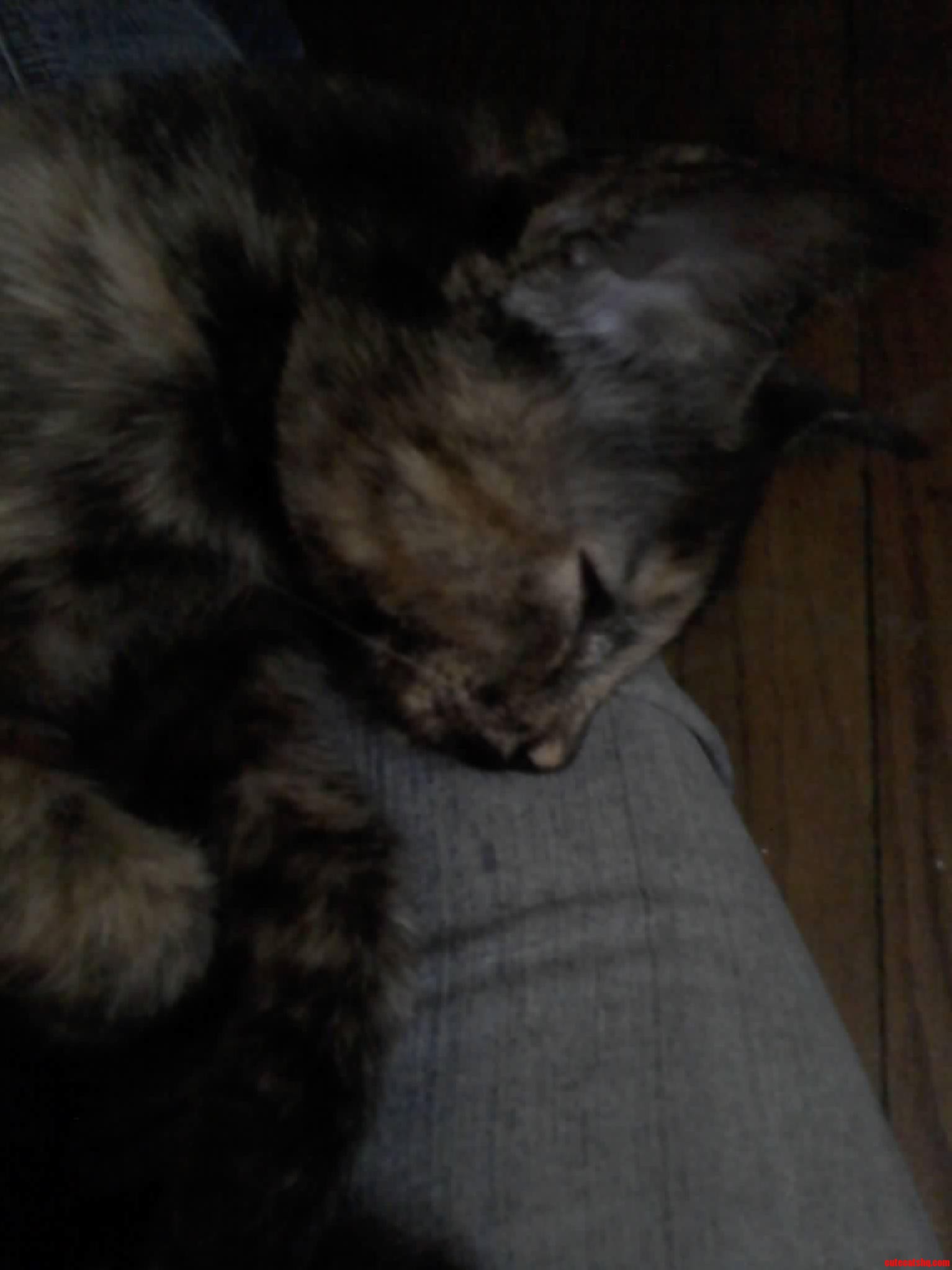 National Cat Day