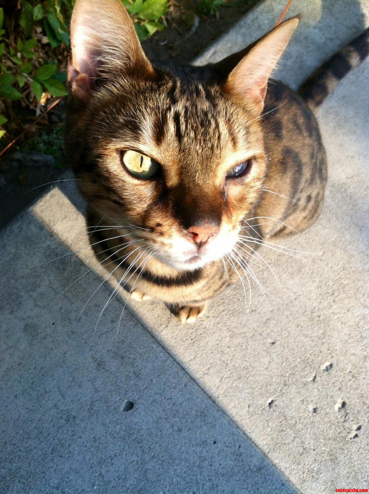 No Love Was Given to This Gorgeous Beast Named Leo in Aww Maybe You Guys Will.