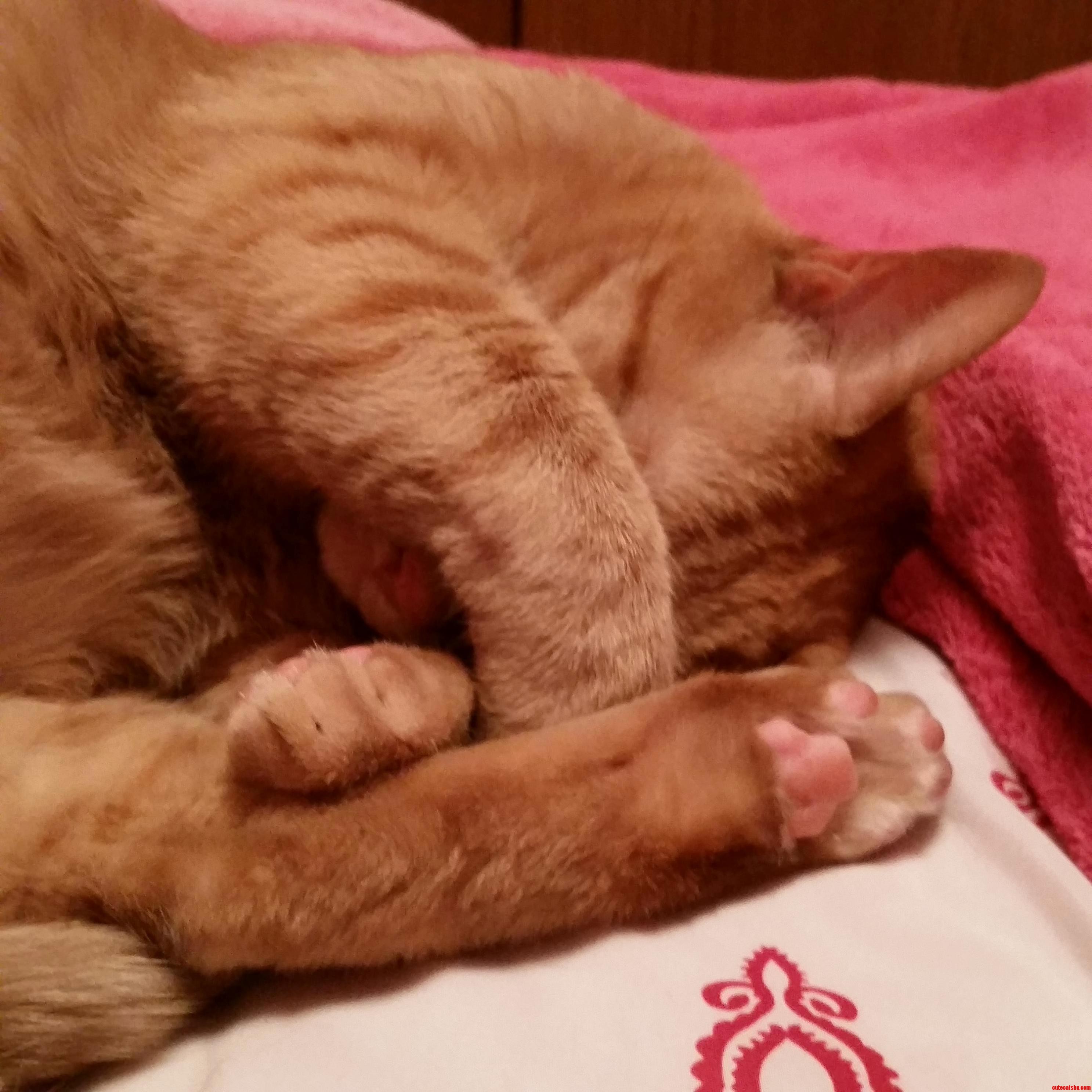 No More Pics Please.