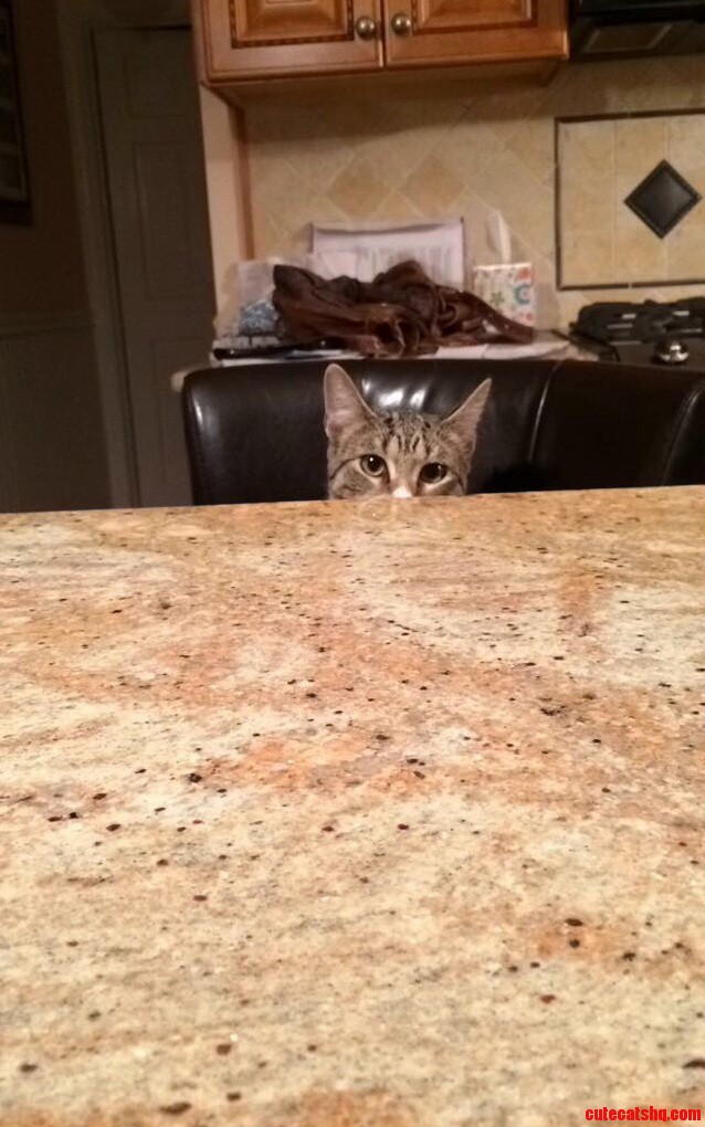 Ohai
