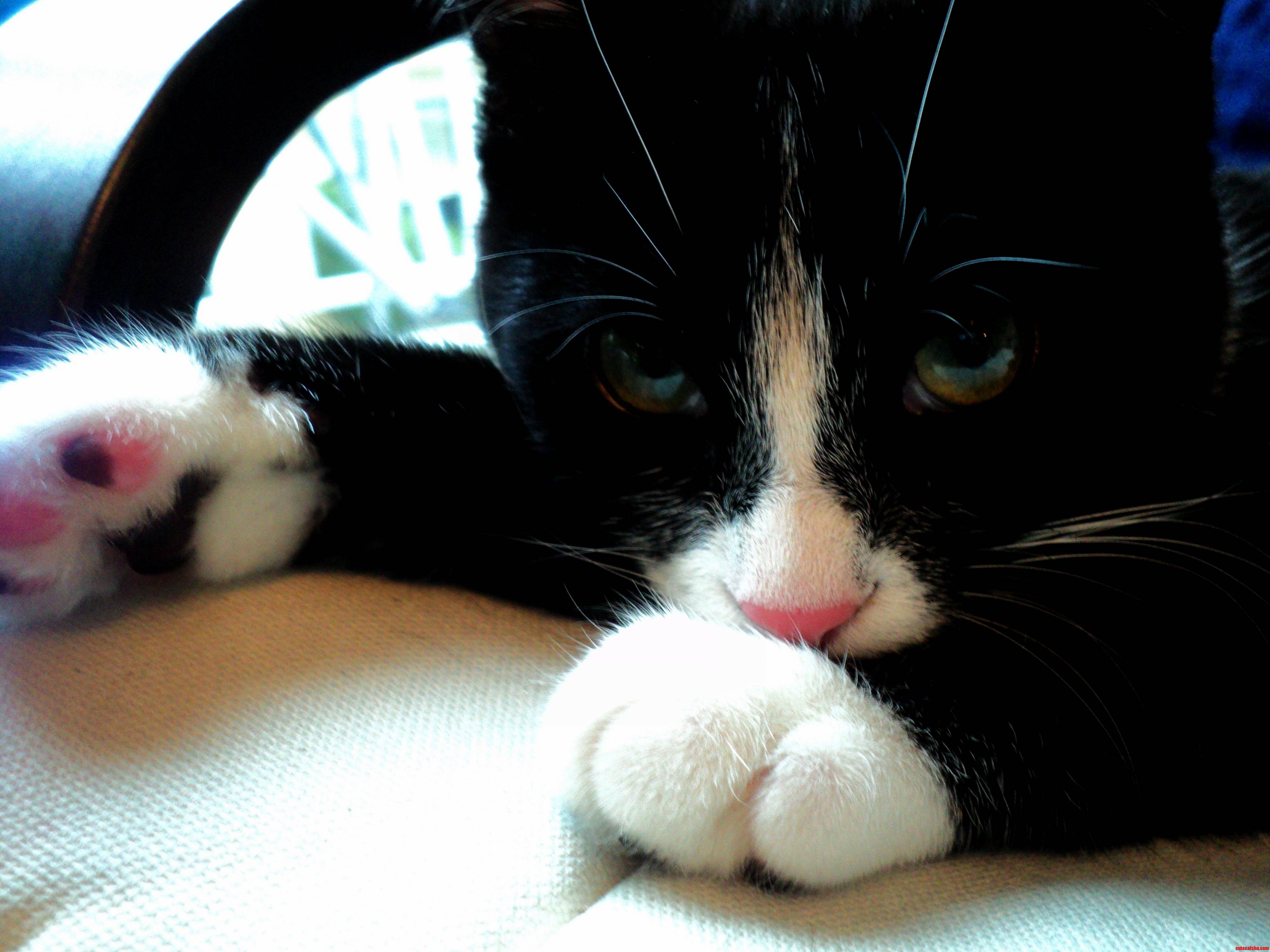 Olive Peering Into My Soul