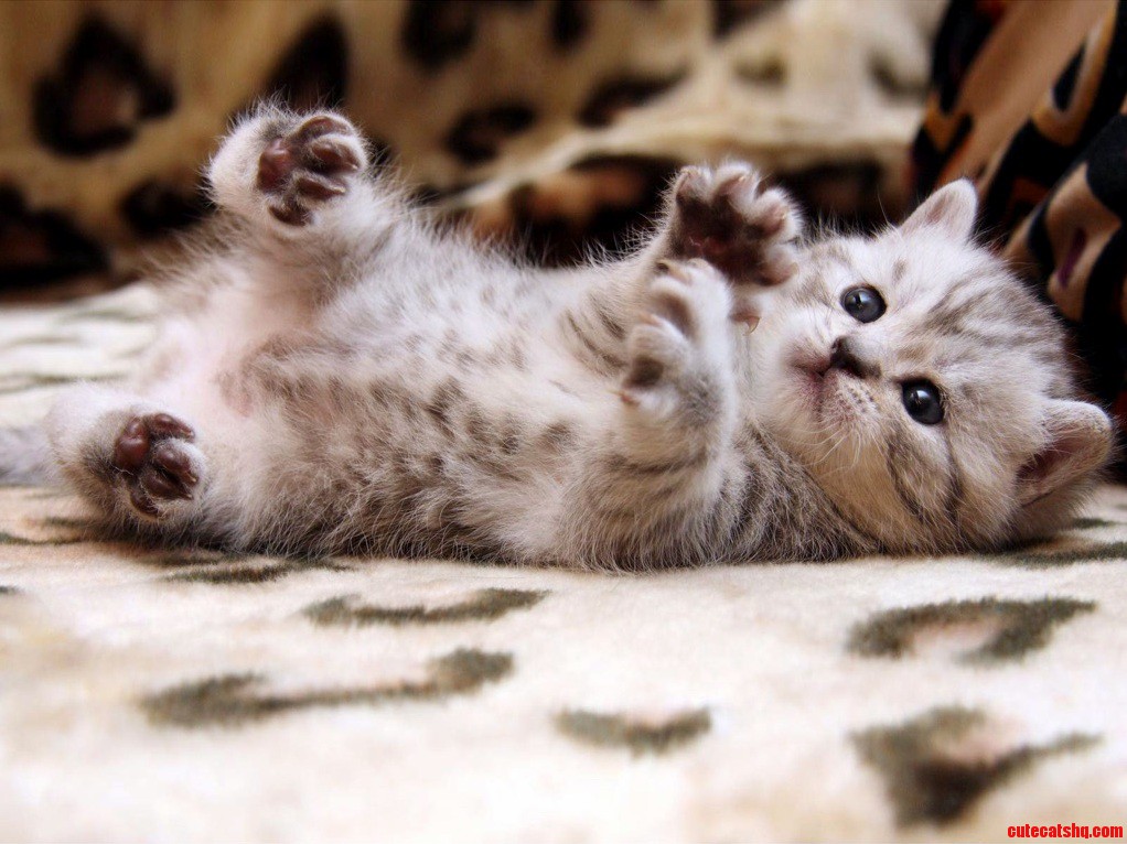 One Day I Will Be a Big Bwave Ninja Cat.