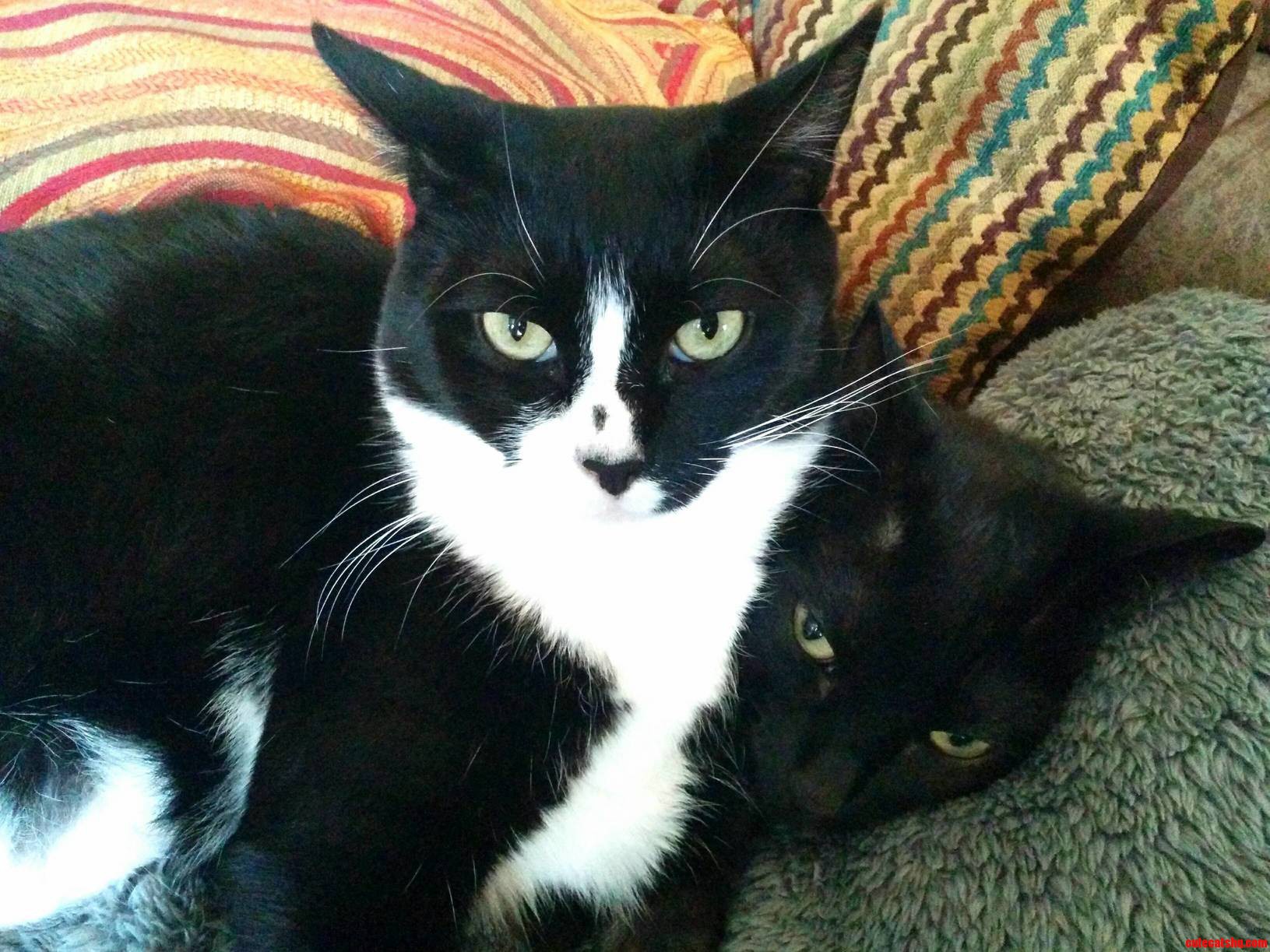 One of My Cats Has Boundary Issues and Lays Directly on Top of the Other.
