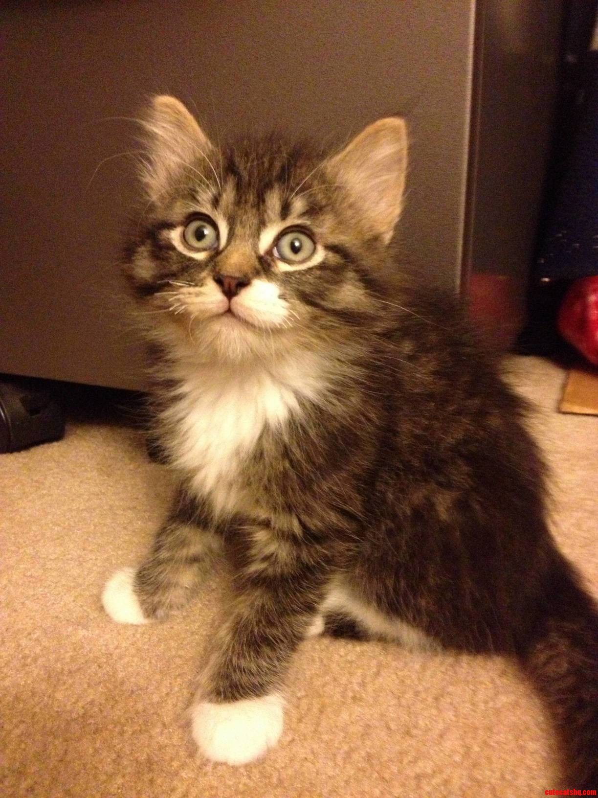 One of the First Pictures I Took of My Cat.