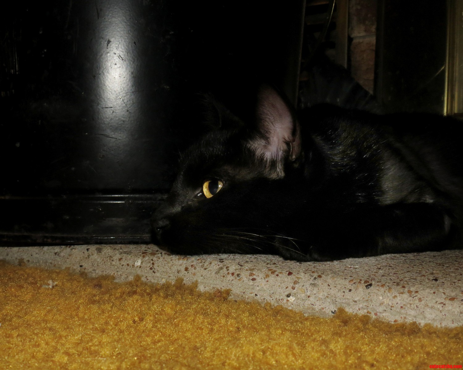 Opal Is Tired After Chasing the Red Dot.