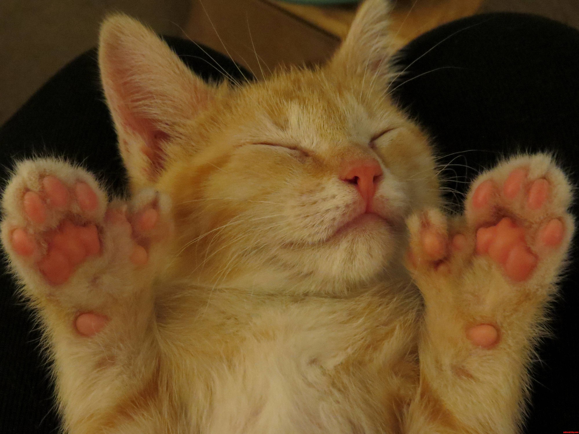 Our Foster Kitten Fonzie Has Nine Toes on Each Foot.