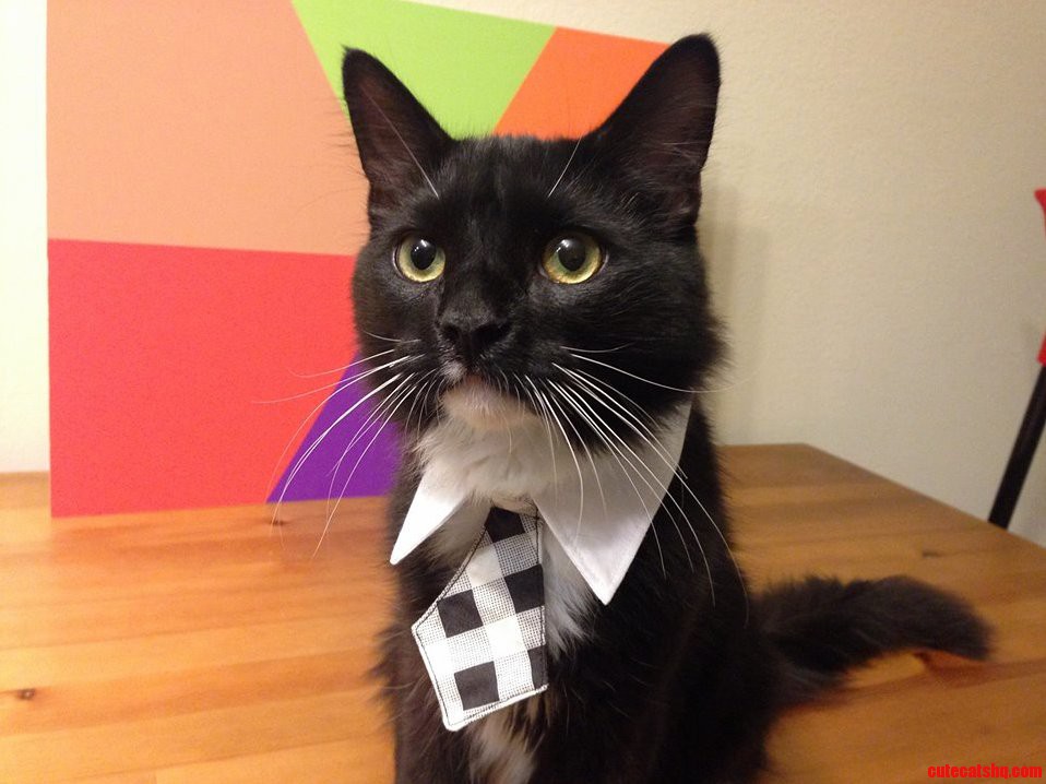 Our Little Guys Ready for Business