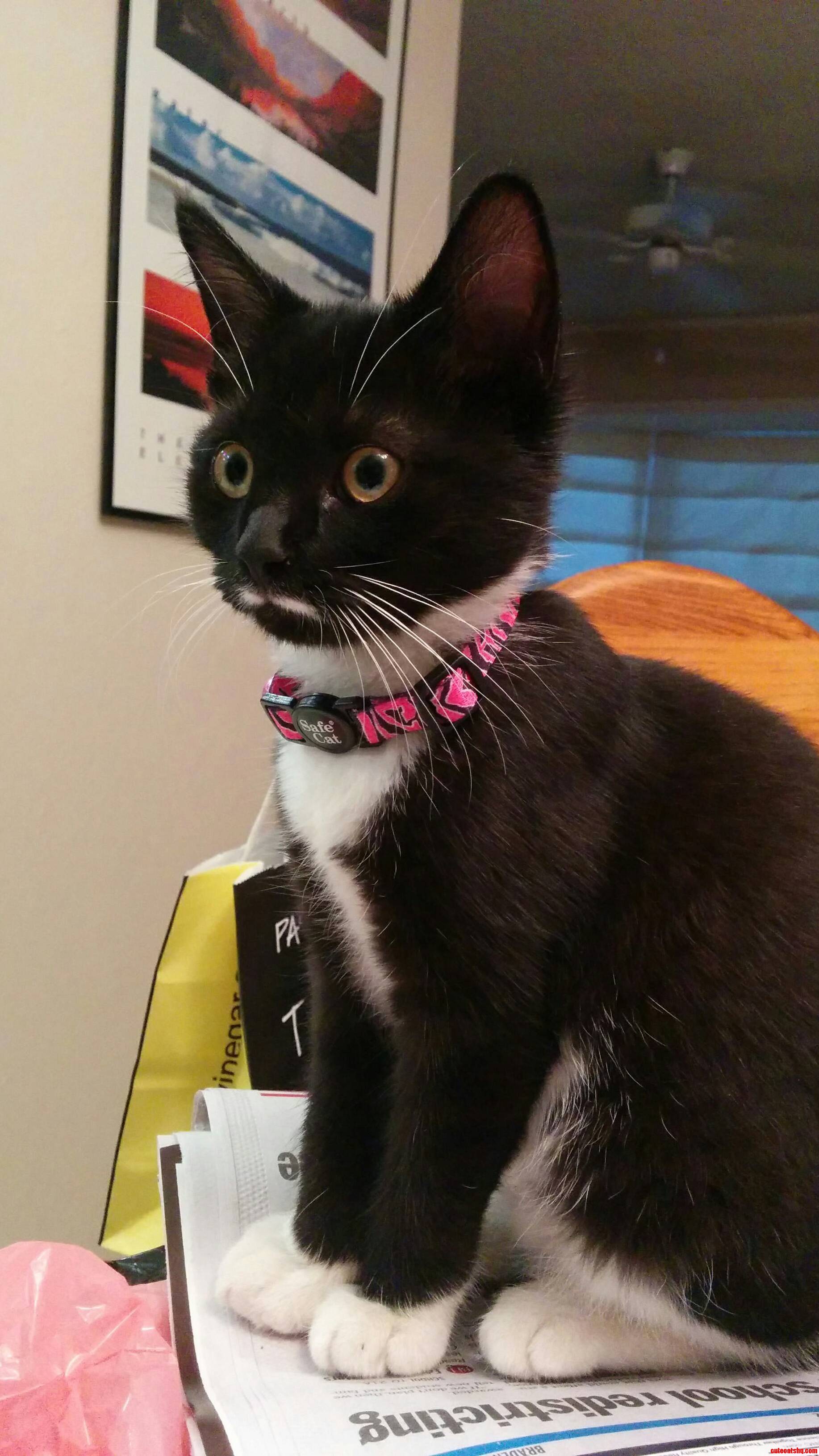 Our Newest Street Rescue Elsie Asks Got Milk