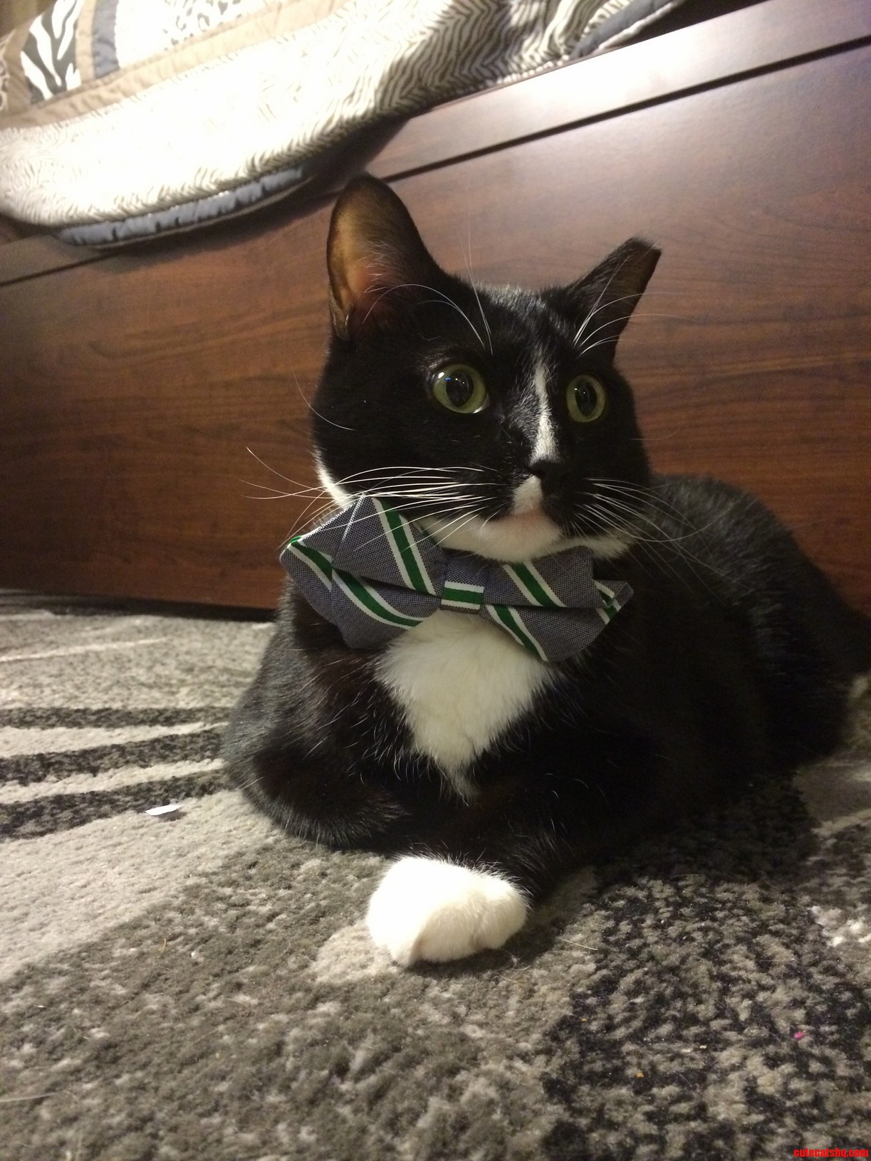 Our Tuxedo Cat Went All Out for Our Engagement Pictures