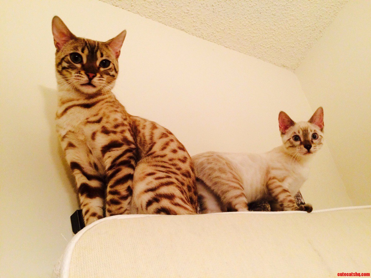 Our Two Bengals.