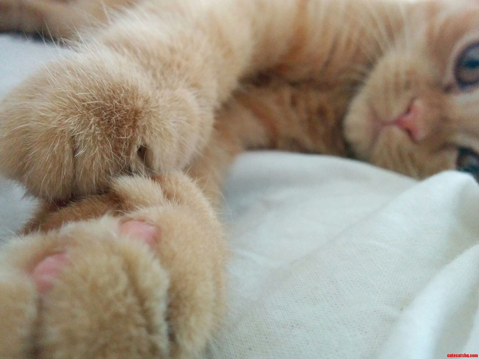 Pawws