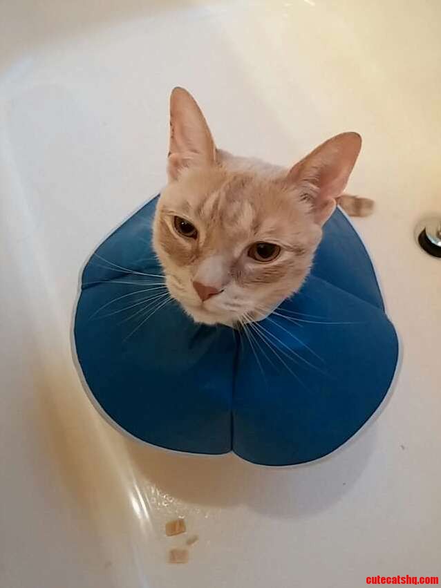 Penny Just Came Home from Getting a Colectomy. My Poor Baby