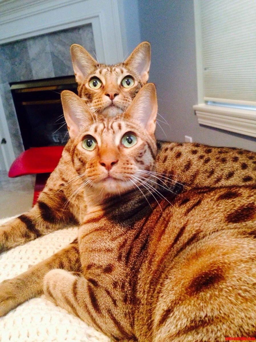 Perfect Symmetry