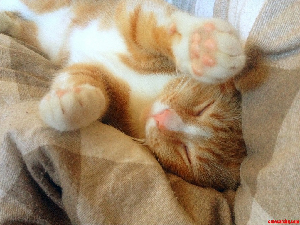 Pink Paws Pink Nose