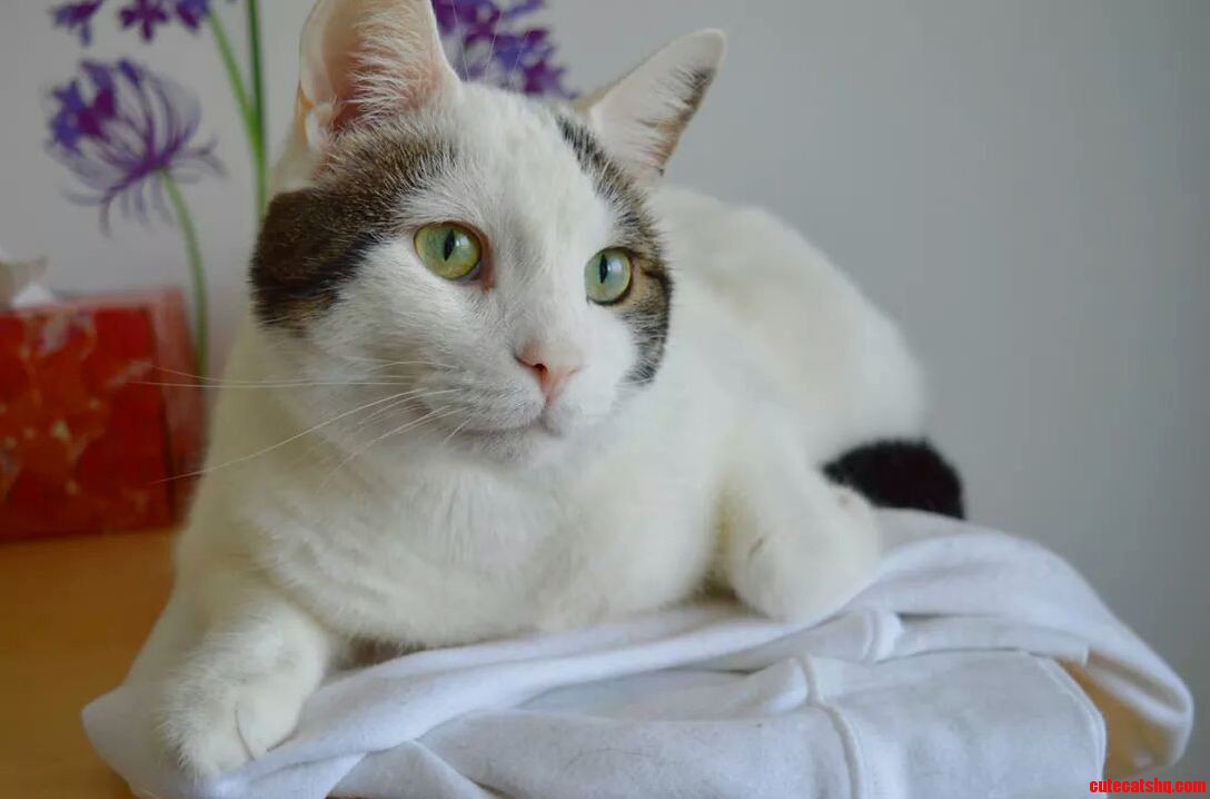 Pixel Loves to Pose for the Camera