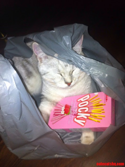 Pocky Bag Kitty