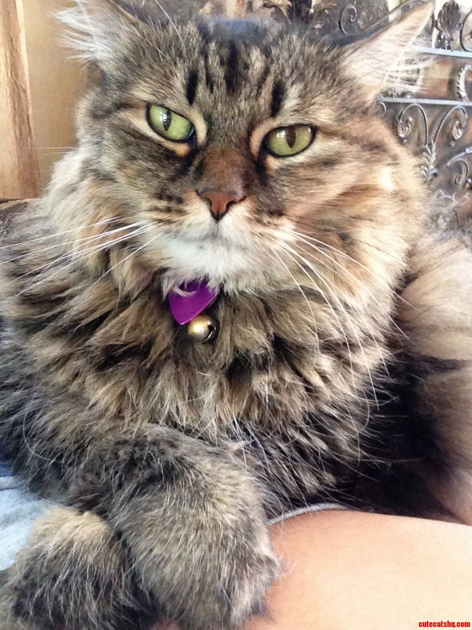 Prim and Proper